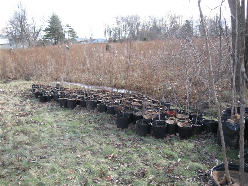Tree Planting Crew