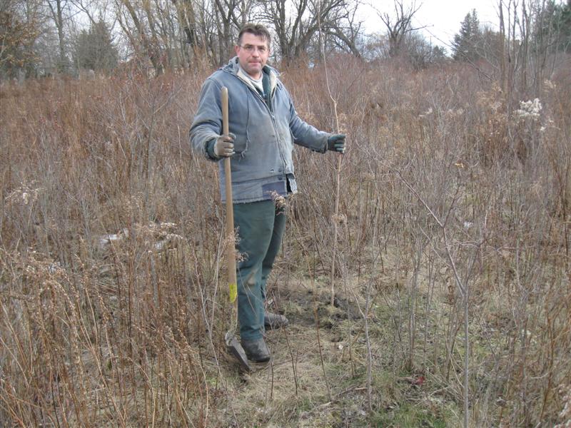 Frank Raso planting a red maple.