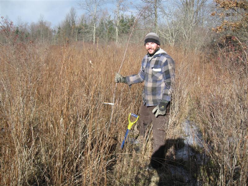Barry Porter planting a red maple.