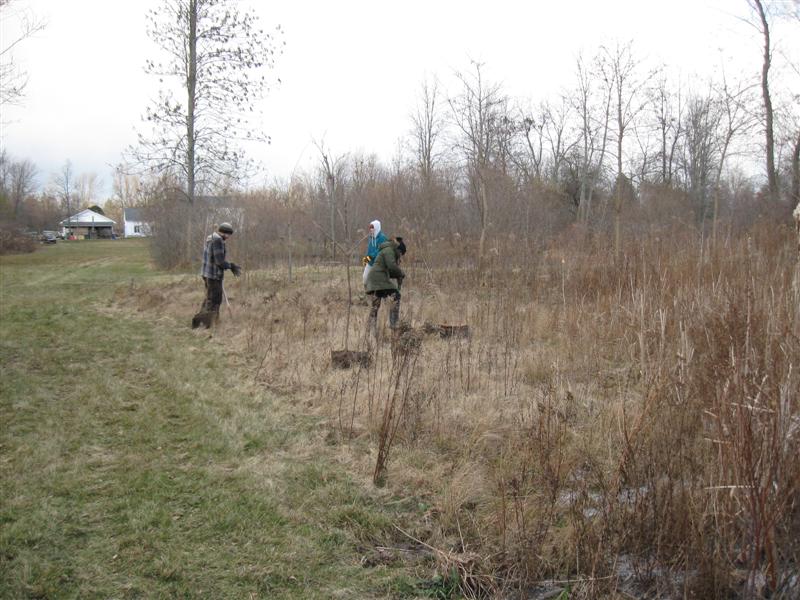 Planting Kentucky Coffee Trees